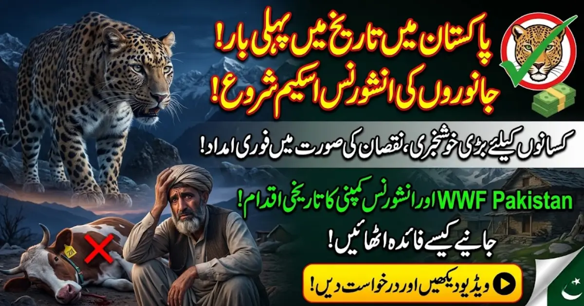 Livestock Insurance Scheme in Pakistan Launched for the First Time to Protect Farmers